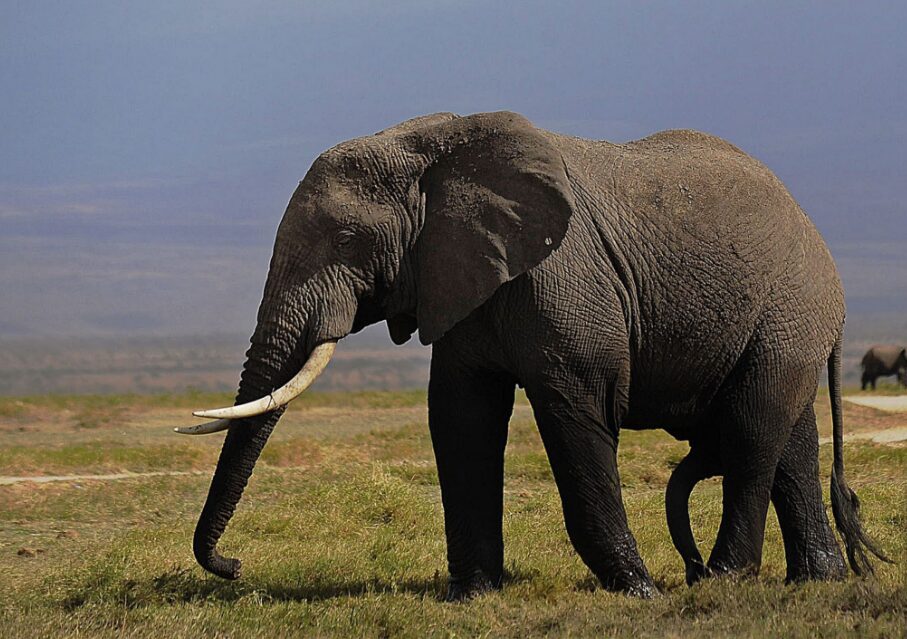Elephant National animal of Cote d'Ivoire