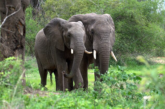 Elephant National animal of Cote d'Ivoire