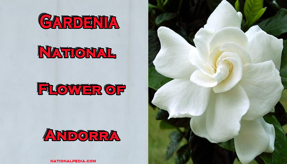 Gardenia National Flower of Andorra