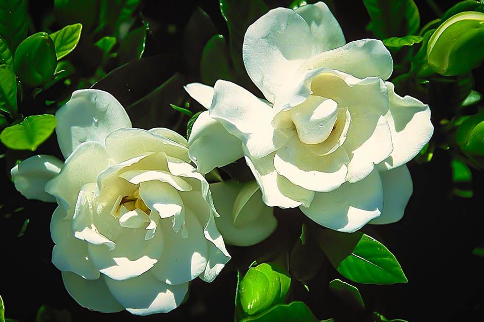 Gardenia: National Flower of Andorra