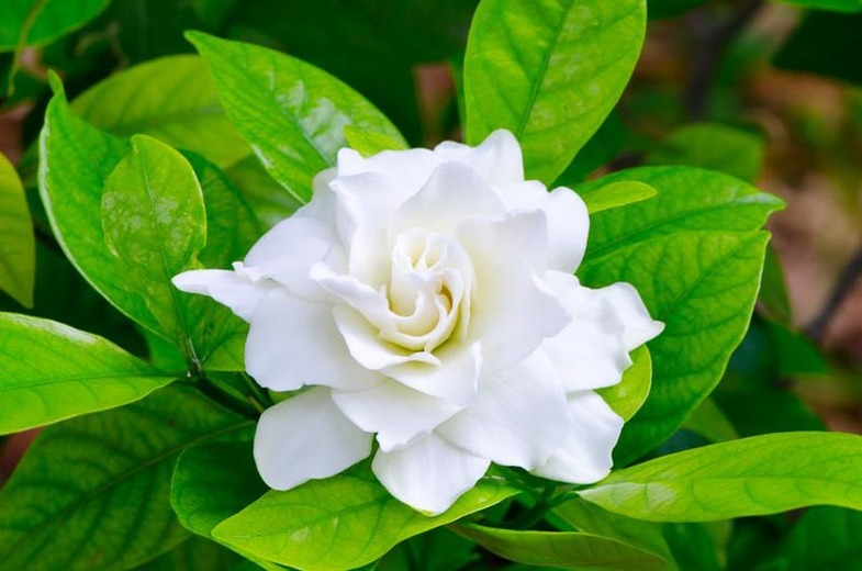 Gardenia: National Flower of Andorra