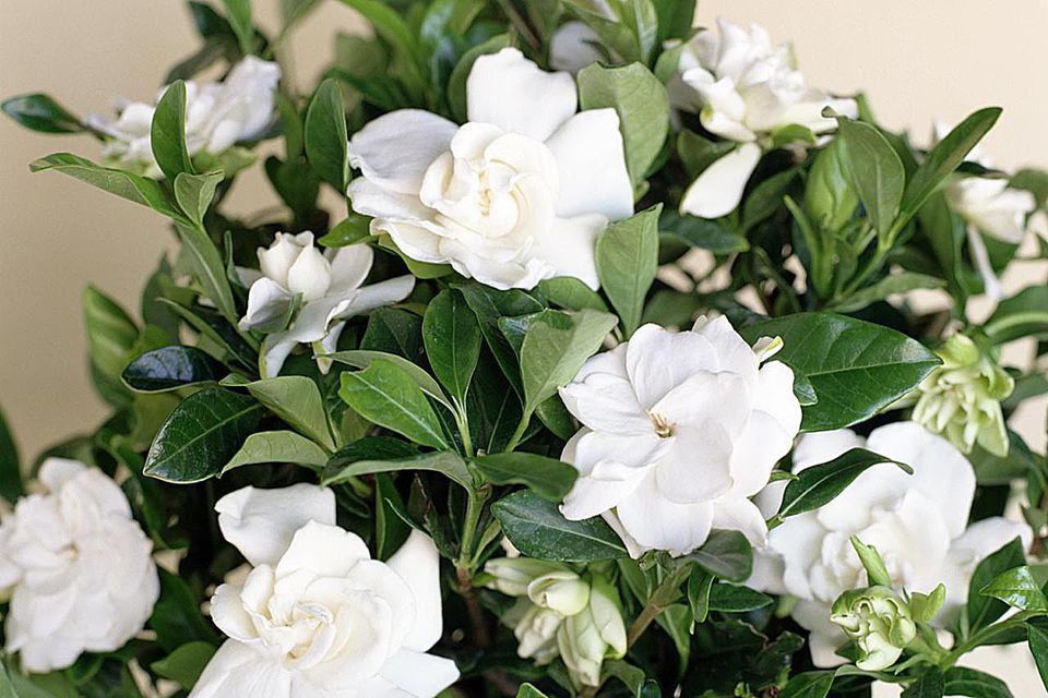 Gardenia: National Flower of Andorra