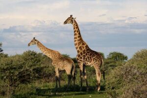 National animal of Equatorial Guinea | Interesting facts about Giraffe