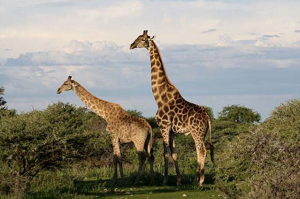 Giraffe National animal of Equatorial Guinea
