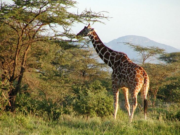 Giraffe National animal of Equatorial Guinea