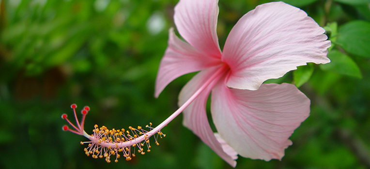 Hibiscus National Flower of Haiti