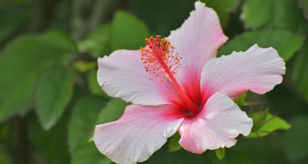 Hibiscus National Flower of Haiti