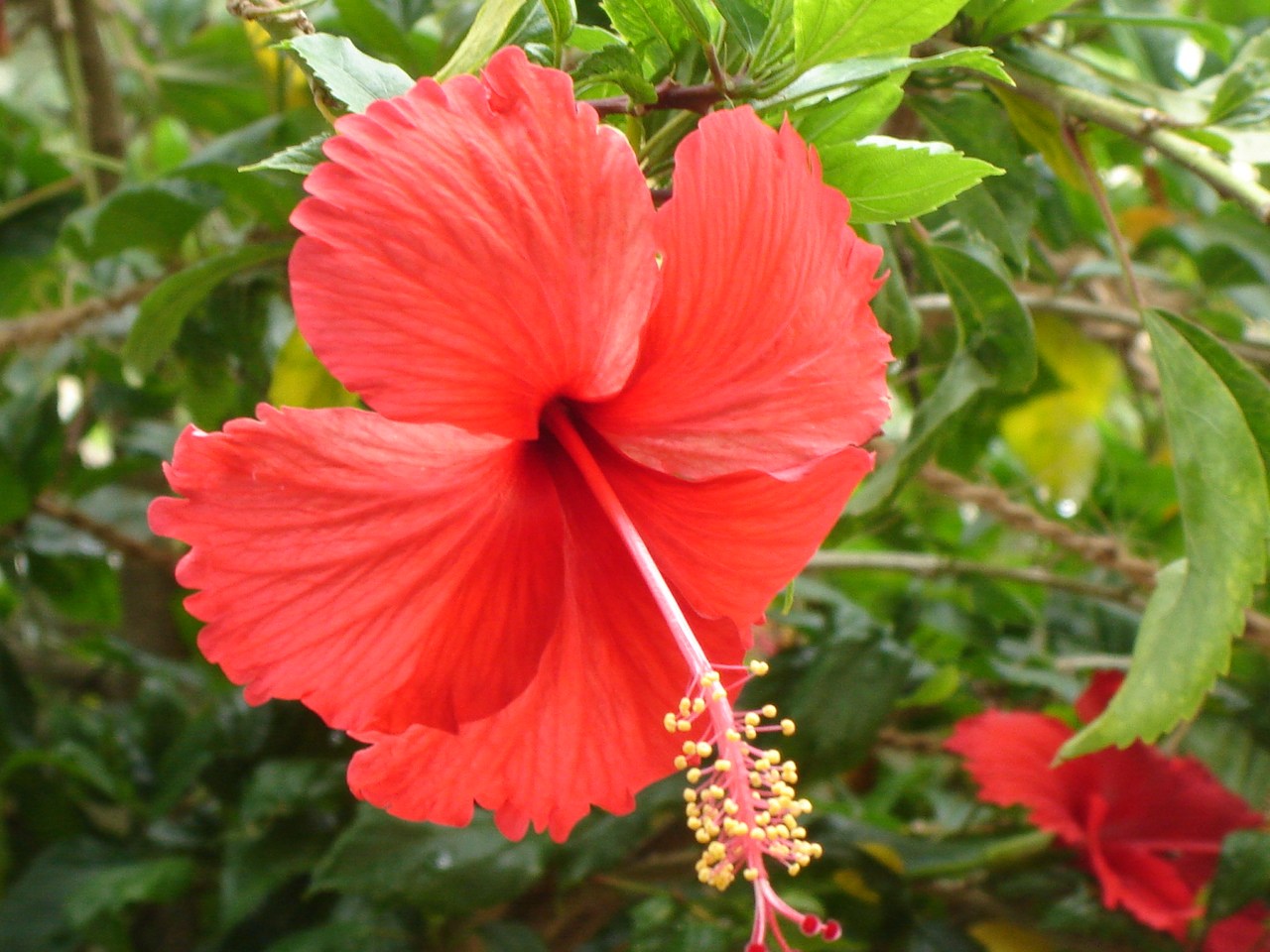 Hibiscus: National Flower of Haiti