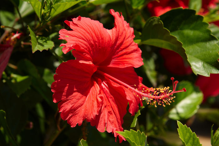 Hibiscus: National Flower of Haiti