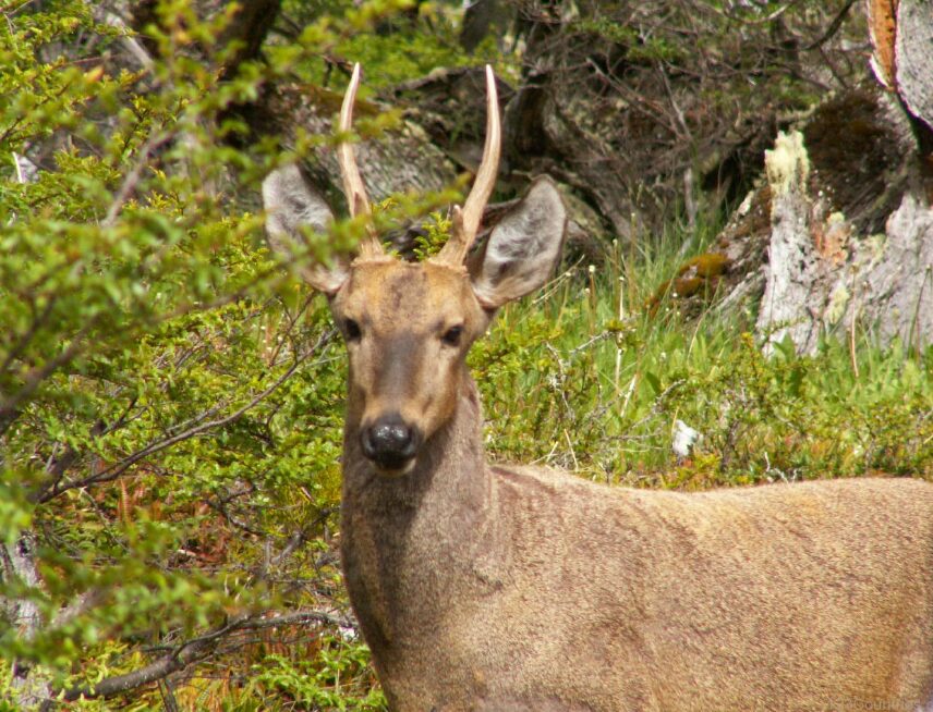 Huemul Narodowe zwierzę Chile