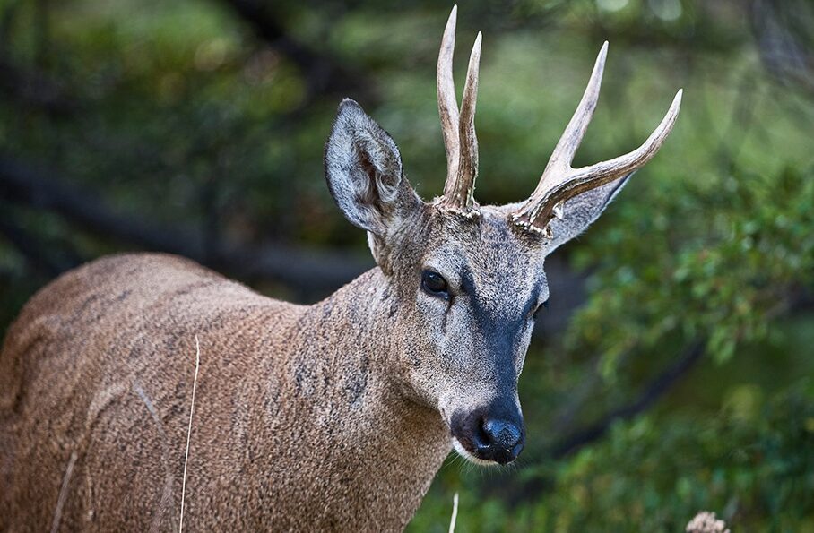  animalul național Huemul din Chile