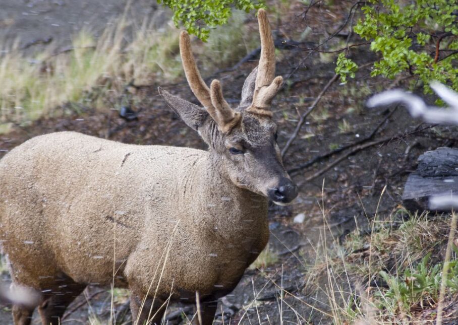 Huemul National animal of Chile