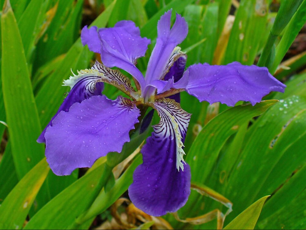 Iris: National Flower of Algeria