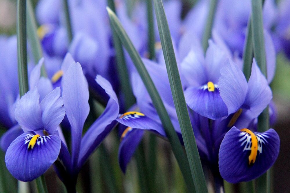 Iris National Flower of Algeria..
