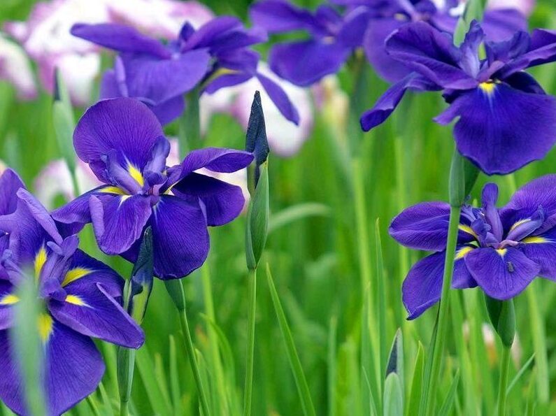 Iris National Flower of Algeria.