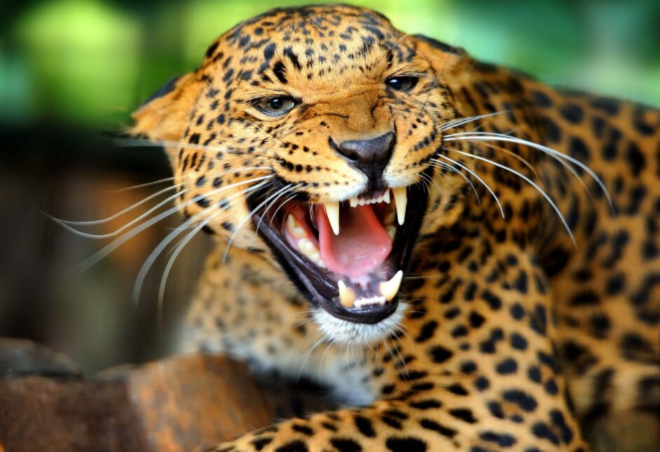 Jaguar National animal of Brazil