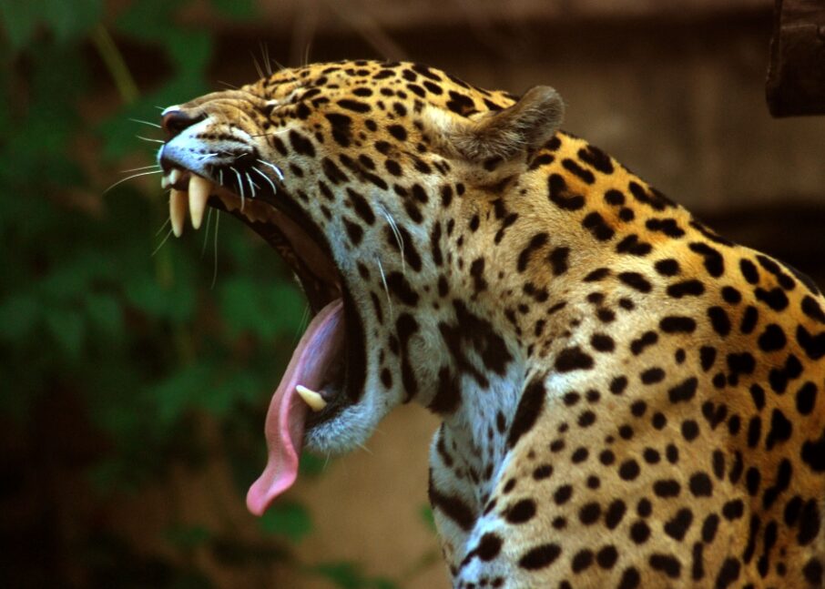 Jaguar National animal of Brazil