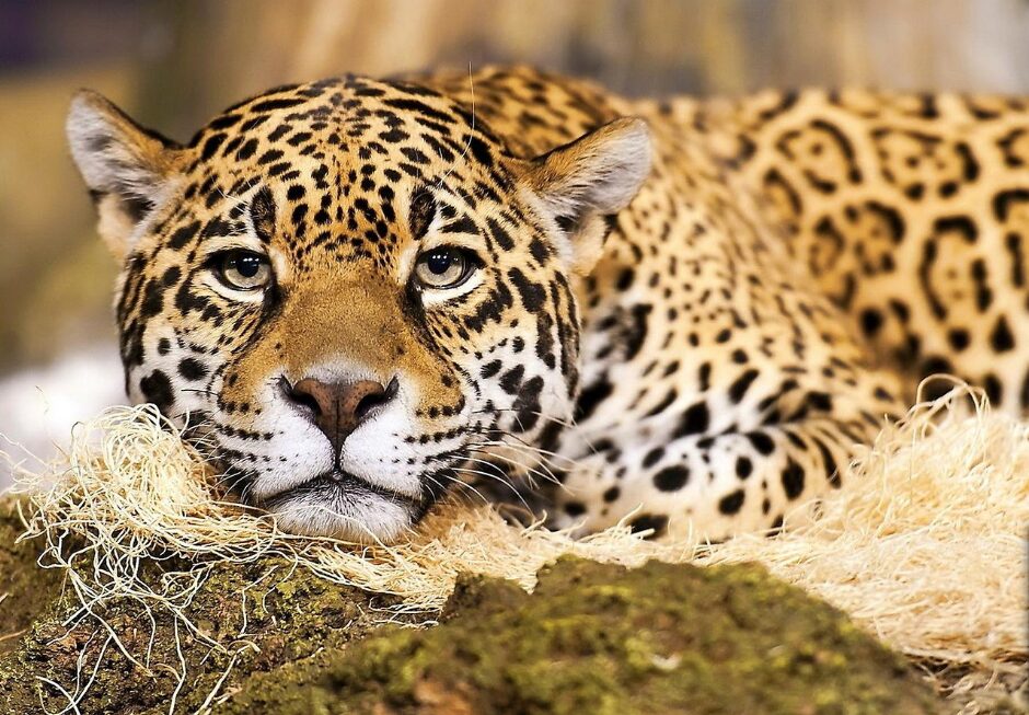 Jaguar National animal of Brazil