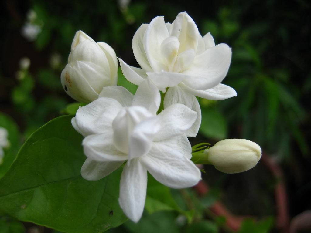 Jasmine: National Flower of Pakistan