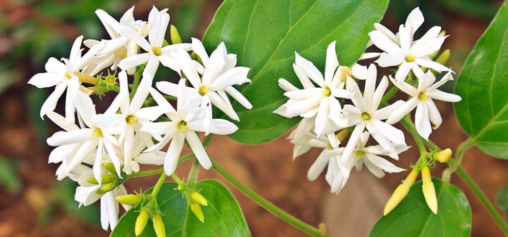 Jasmine National Flower of Pakistan