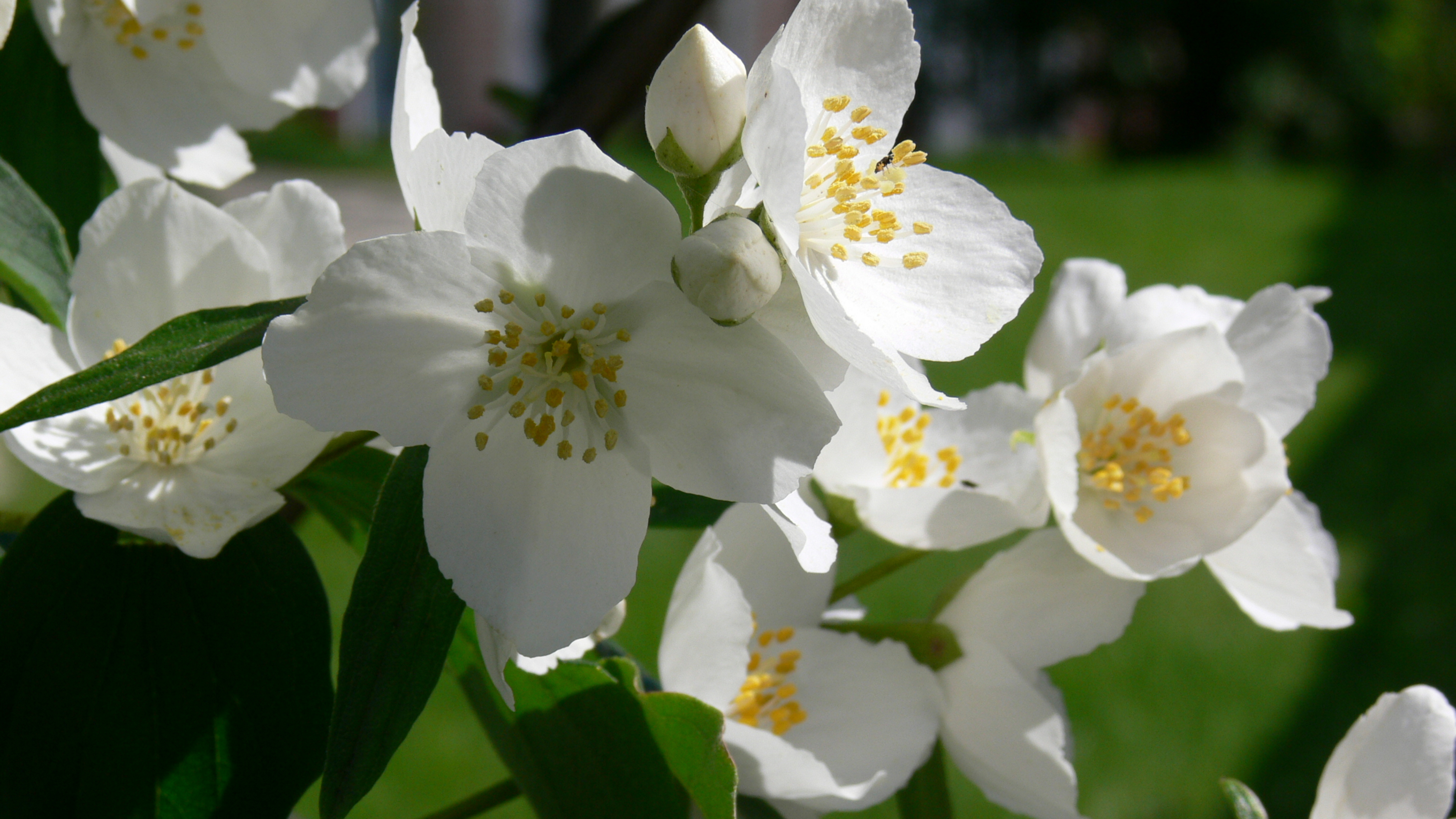 Jasmine: National Flower of Pakistan