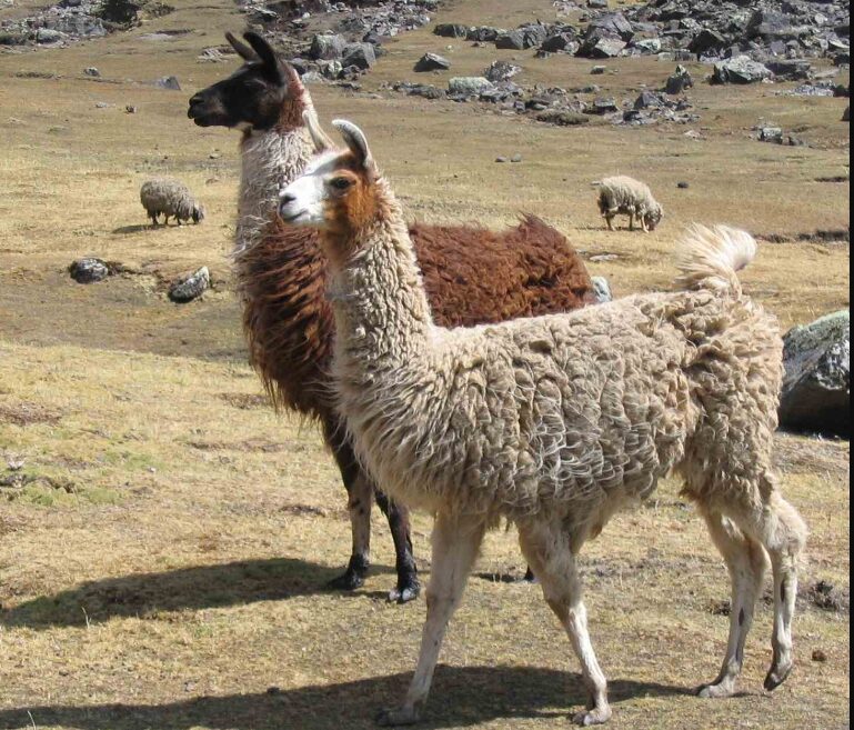 LLAMA National animal of Bolivia