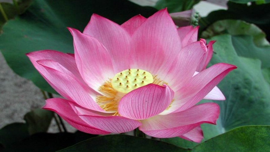 Lotus: National Flower of Egypt