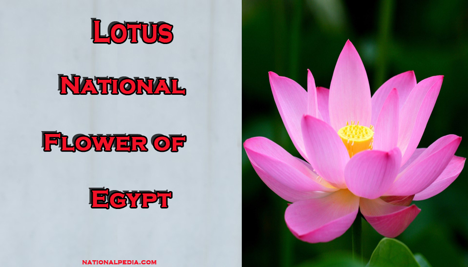 Lotus National Flower of Egypt