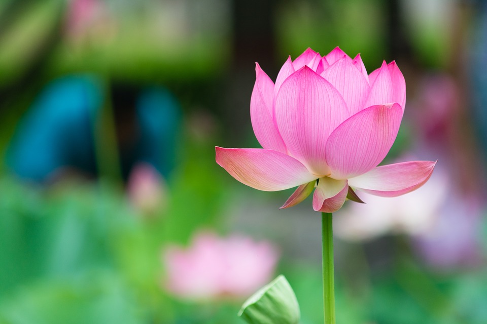 Lotus: National Flower of Egypt