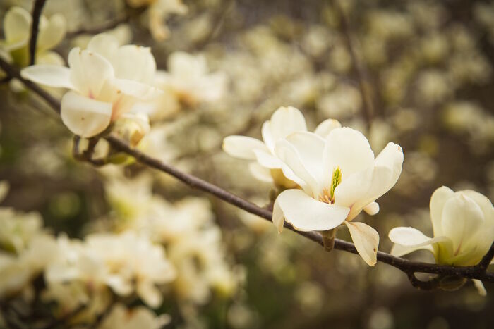 Magnolia sieboldii: National Flower of North Korea