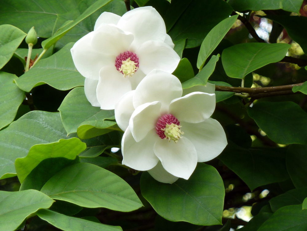 Magnolia sieboldii National Flower of North Korea