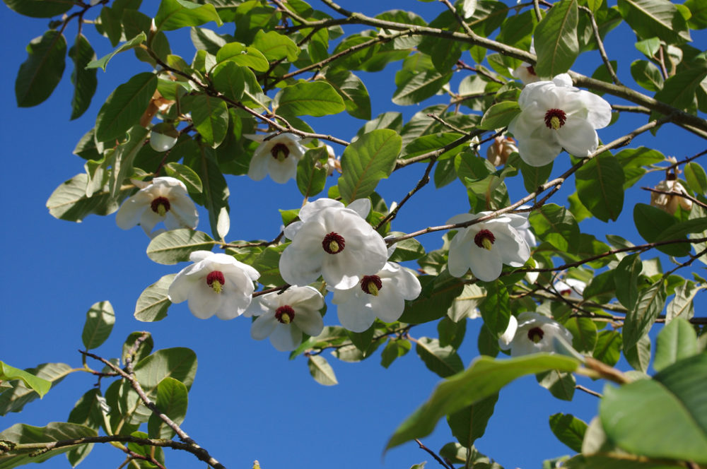 Magnolia sieboldii National Flower of North Korea