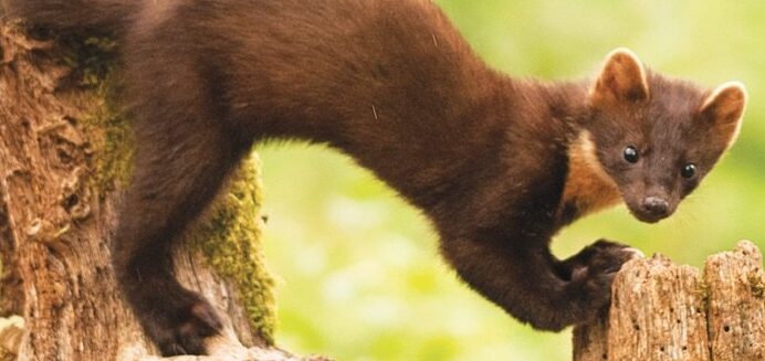 Marten National animal of Croatia