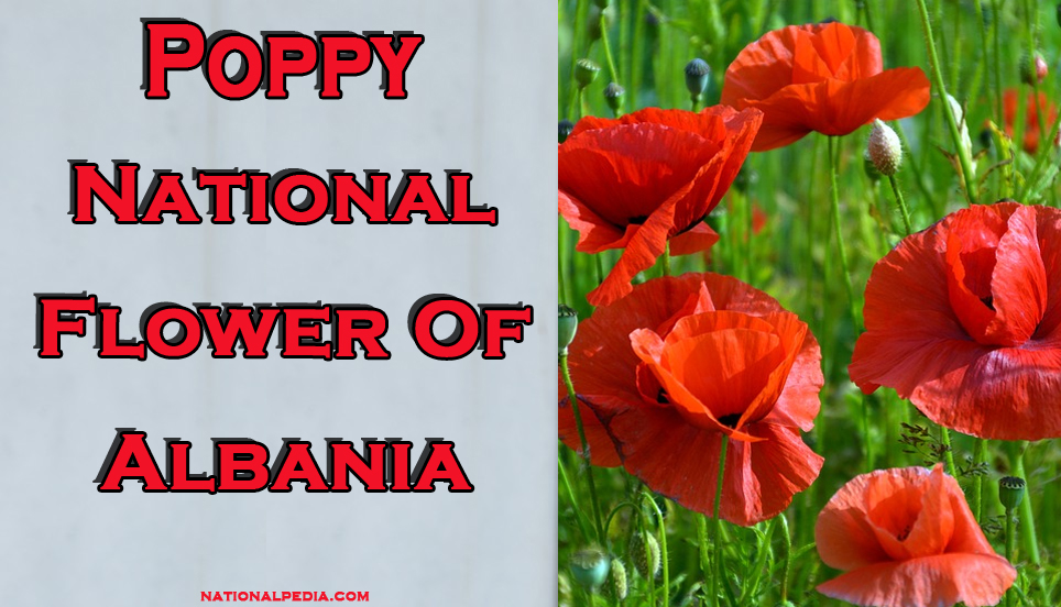 National Flower of Albania