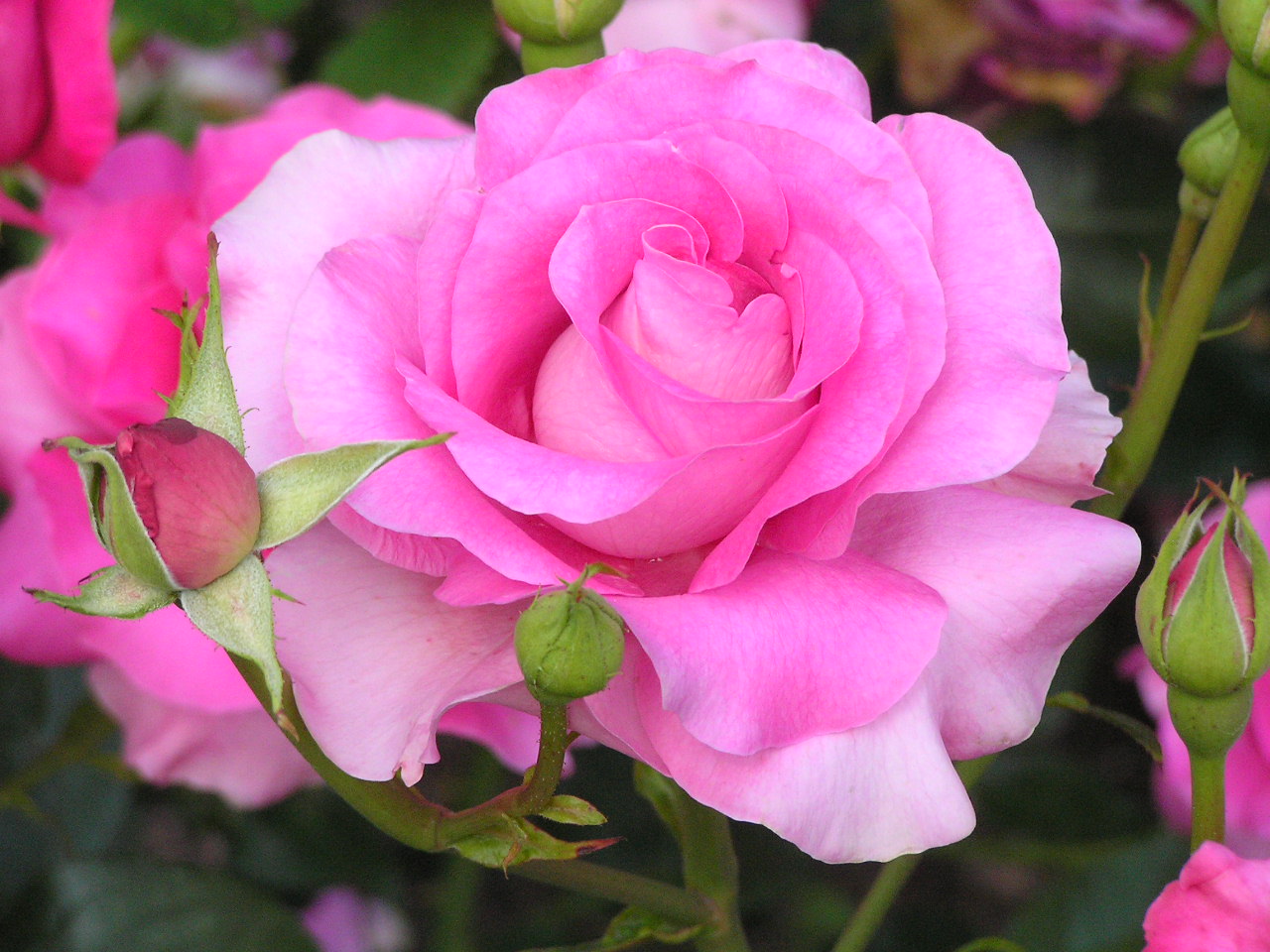 Rose (Rosa): National Flower of Slovakia