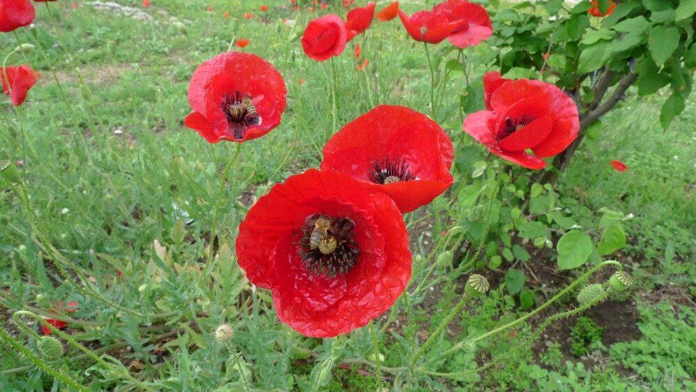 Poppy: National Flower of Albania