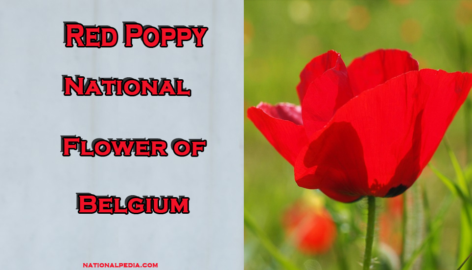Red Poppy National Flower of Belgium