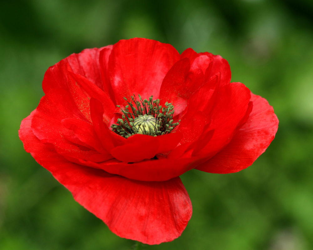 Red Poppy National Flower of Belgium