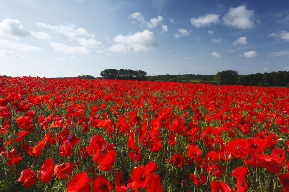 Red Poppy: National Flower of Belgium