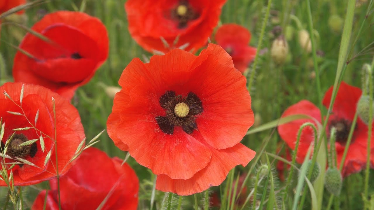 Red Poppy: National Flower of Belgium