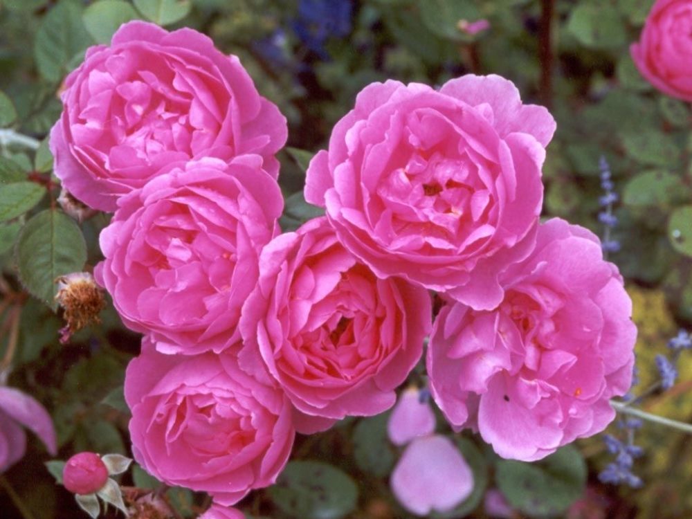 Rose (Rosa) National Flower of Slovakia