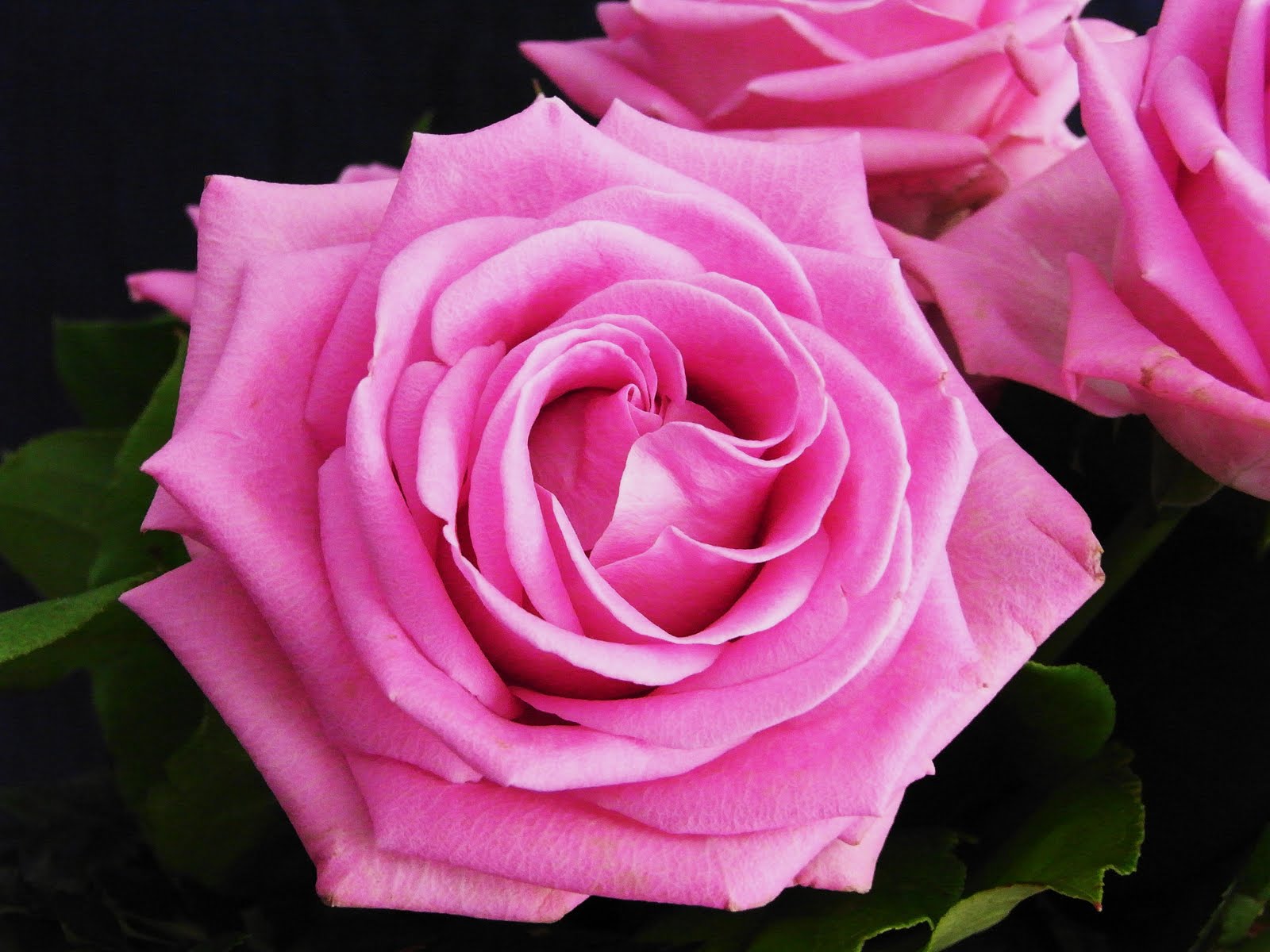 Rose (Rosa): National Flower of Slovakia