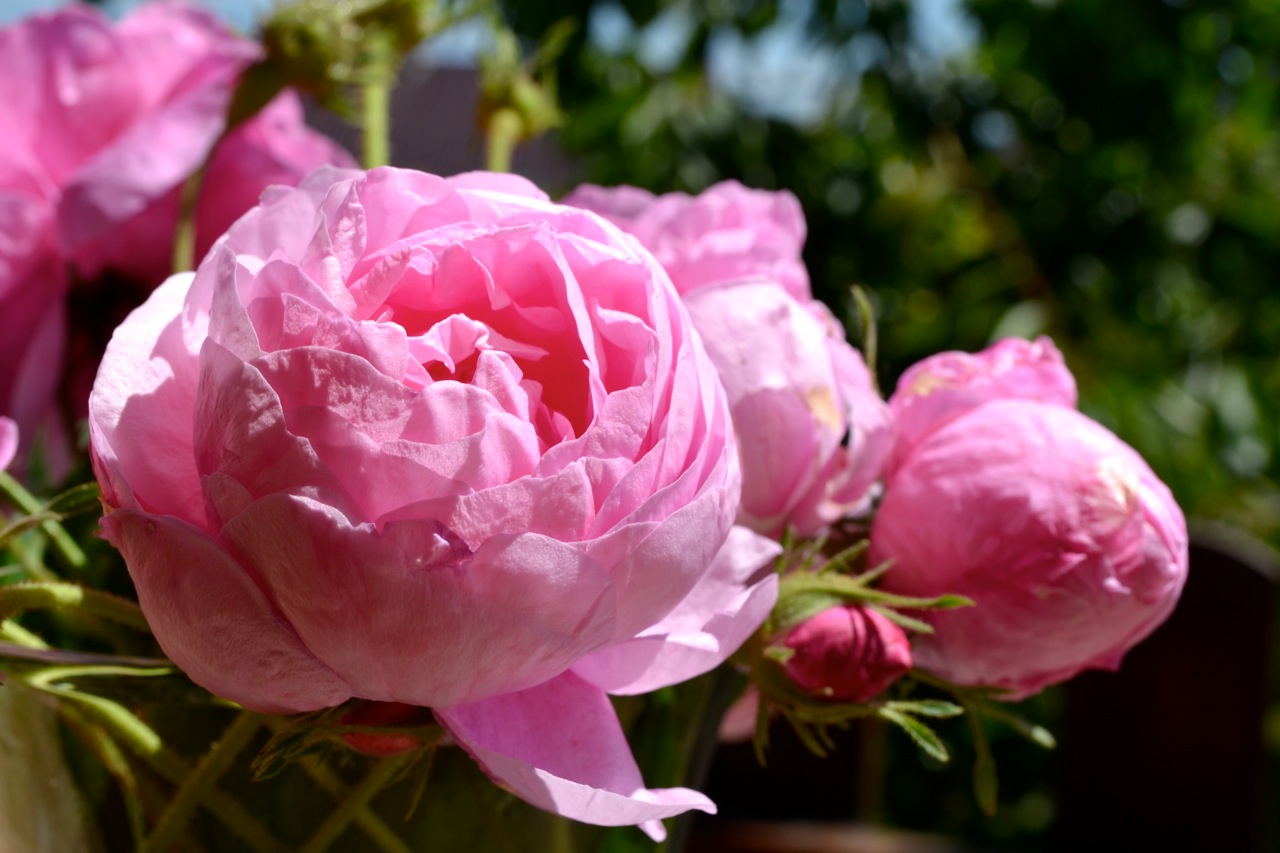 Roses: National Flower of Bulgaria