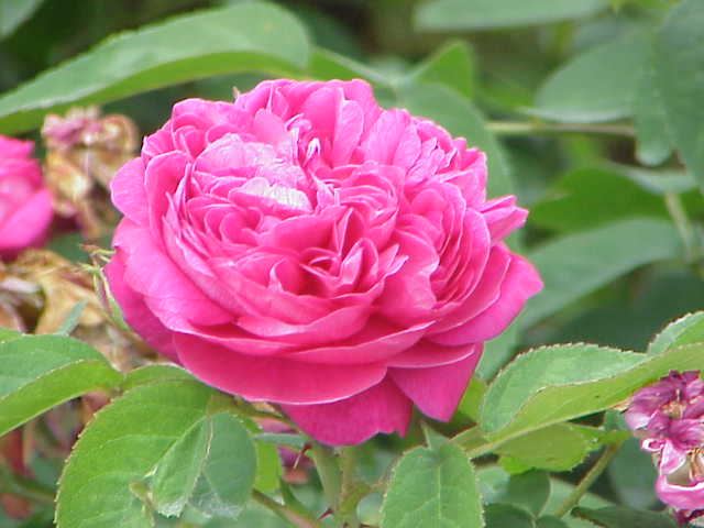 Roses National Flower of Bulgaria .