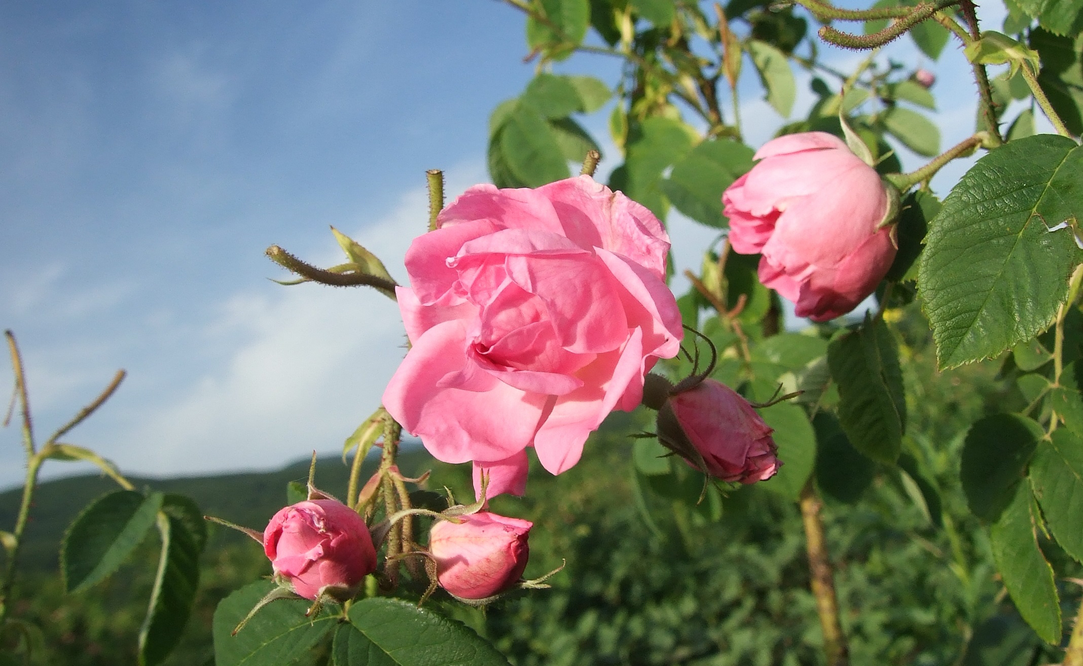 Roses: National Flower of Bulgaria