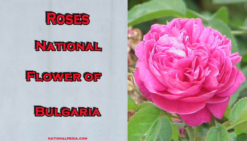 Roses National Flower of Bulgaria