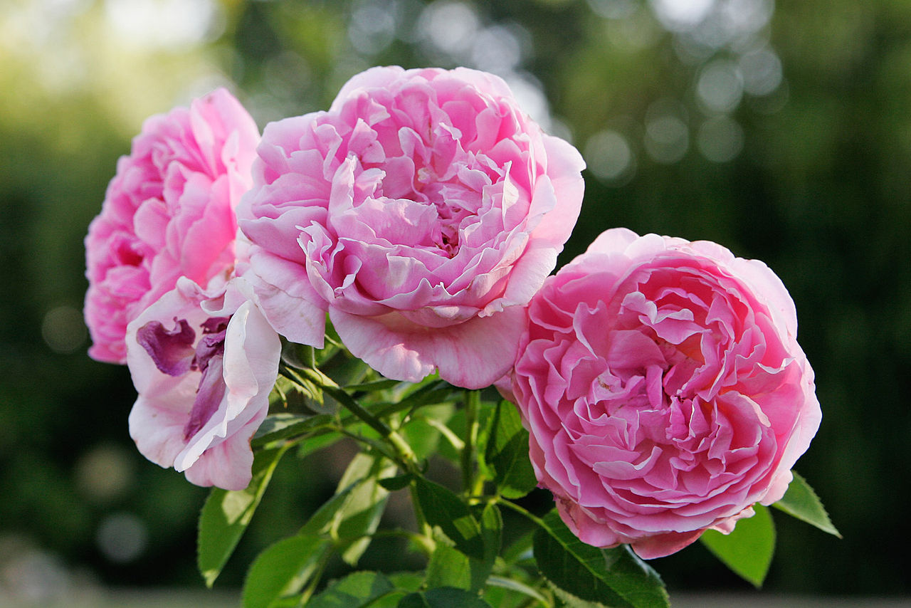 Roses: National Flower of Bulgaria
