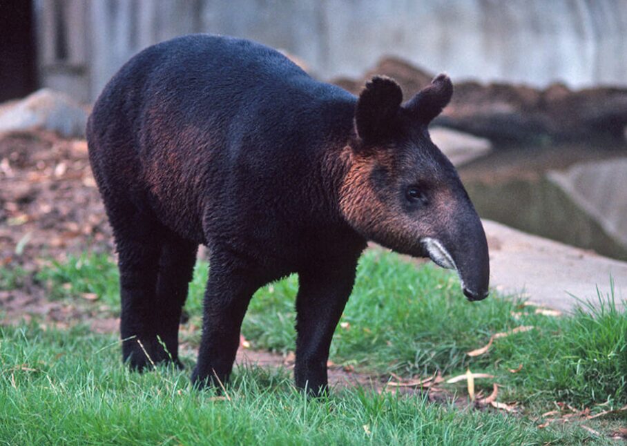 Tapir National animal of Belize
