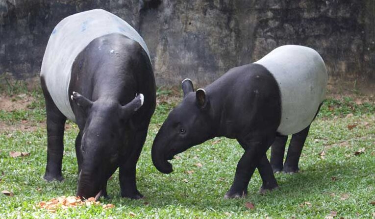 Tapir National animal of Belize