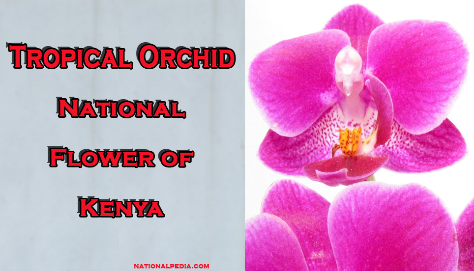Tropical Orchid National Flower of Kenya
